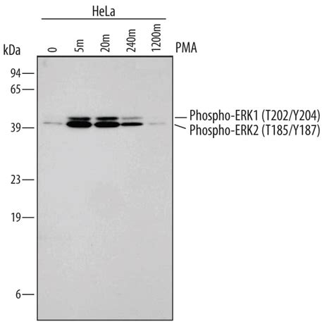 Human Mouse Rat Phospho Erk T Y Erk T Y Antibody