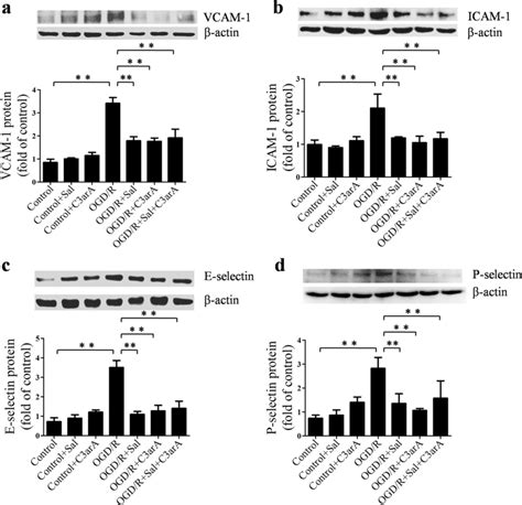 Similar Effects Of C3ara And Salidroside Sal On Adhesion Molecules In