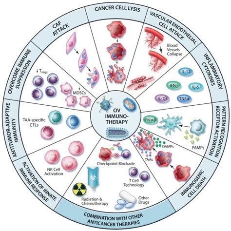 Lighting A Fire In The Tumor Microenvironment Using Oncolytic