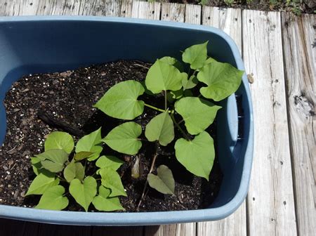 Growing Sweet Potatoes In Containers