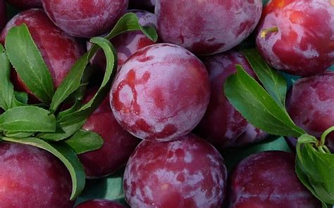 Buy Santa Rosa Plum Prunus Salicina Santa Rosa 5 Gallon Plum Trees