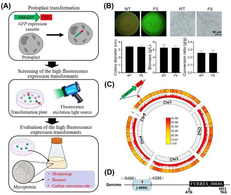 科学网SSB 天津工生所李德茂团队在菌丝体蛋白发酵菌株中开发用于CRISPR Cas9介导定向重组的高效基因组整合位点 科爱KeAi的博文