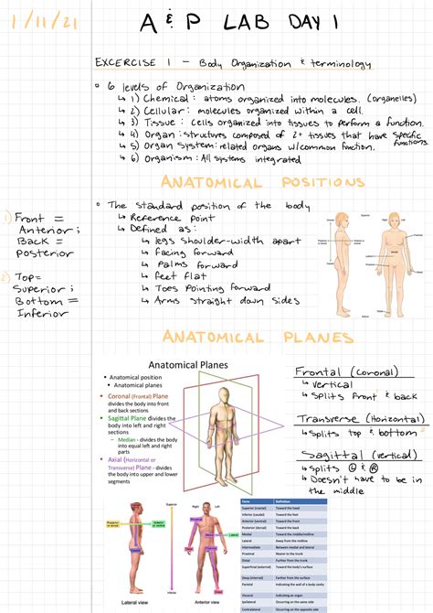 AP Notes Exercise 1 Body Organization And Terminology 1 11 A E P