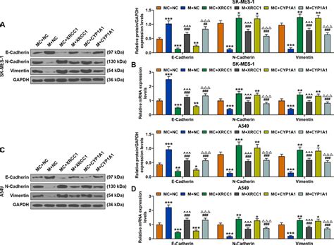 Overexpression Of Xrcc1 And Cyp1a1 Reversed The Effect Of Mir 486 3p