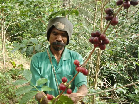 Coffee From East Timor – Sacred Grounds Coffee Company