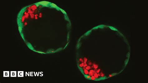 Scientists Build Synthetic Embryos