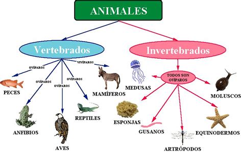 Esquema De Animales ¡fotos And Guía 2024