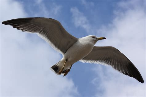 Free Images : sky, cloud, beach, promenade, sea gull, seagull, seabird ...