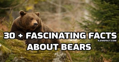 30 + Fascinating Facts About Bears That Will Shock You - I Love Facts