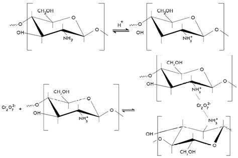 Protonation Of Chitosan And Adsorption Of Dichromate Ion Download Scientific Diagram