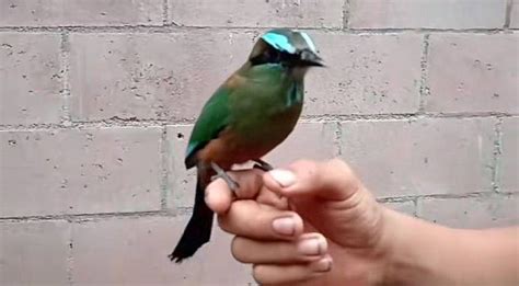 El Salvador Celebra Hoy El D A Dedicado Al Torogoz Ave Nacional