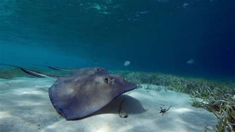 Ks2 Science Protecting Stingrays In The Bahamas Bbc Teach