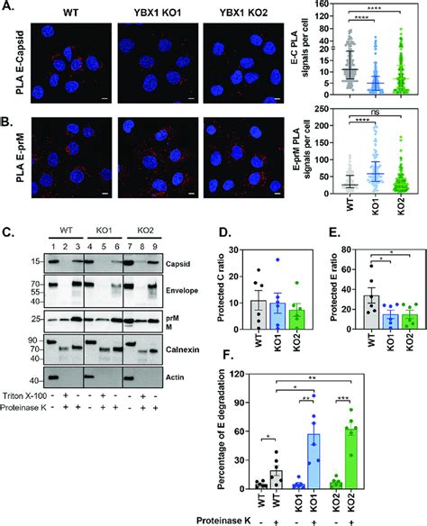 Ybx1 Promotes The Interaction Between E And C Proteins A B Huh7 Wt Download Scientific