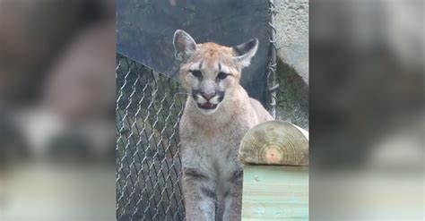 These Adorable Rescued Puma Cubs Are Settling Into Their New Home ...