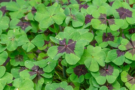 Lucky Clover Charm Happiness - Free photo on Pixabay - Pixabay