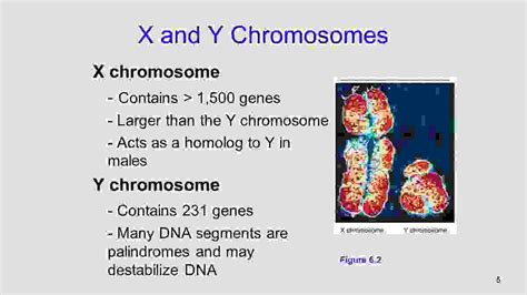 Igcse Biology Sex Linked Inheritance Igcse Biology