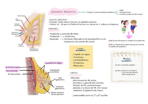 Glandula Mamaria Anatomia