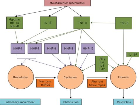 Immune Mediators Of Tissue Remodelling And Lung Function Impairment In