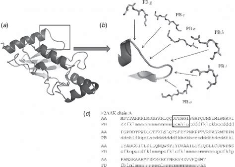 1 Transformation Of A 3d Structure Of Ubiquitin Conjugating Enzyme Pdb Download Scientific