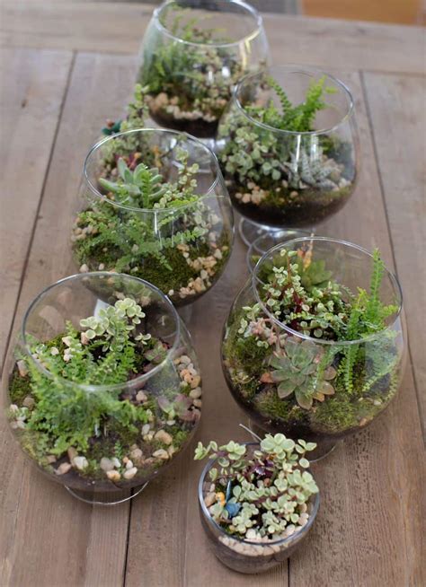 Make A Mini Terrarium