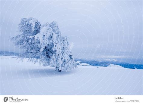 Winter wonderland Snow - a Royalty Free Stock Photo from Photocase