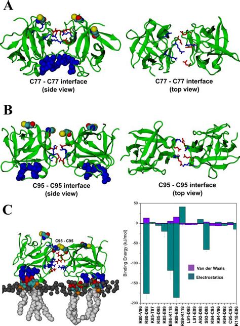 6 Dimerization Interfaces All Atom MD Simulations Revealed Two