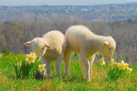 Lambs And Daffodils Cute Small Animals Farm Scene Farm Animal