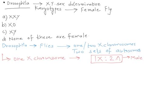 Solved Drosophila Has X Y Sex Determination Which Of The Following