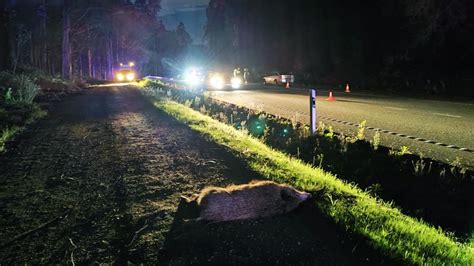 Tres Heridos Tras Una Colisi N M Ltiple Causada Por Un Jabal