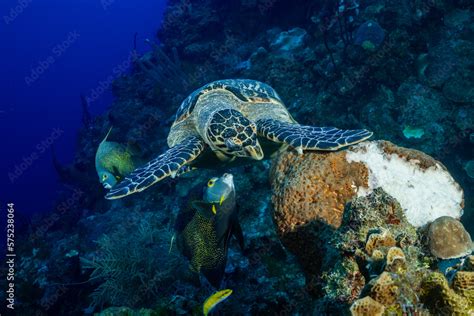 A Hungry Hawksbill Turtle Eating A Soft Sponge Coral On The Tropical Caribbean Reef In Grand