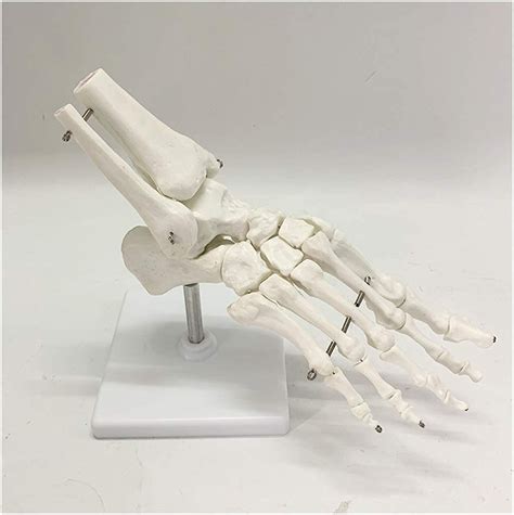 Buy Human Foot Model Life Size Adult Human Foot Joint Skeleton Model