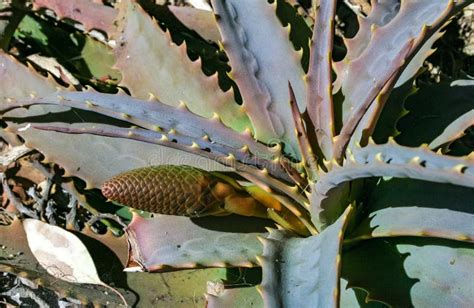 Young Inflorescence Of A Succulent Aloe Plant In A Flowerbed In Avalon