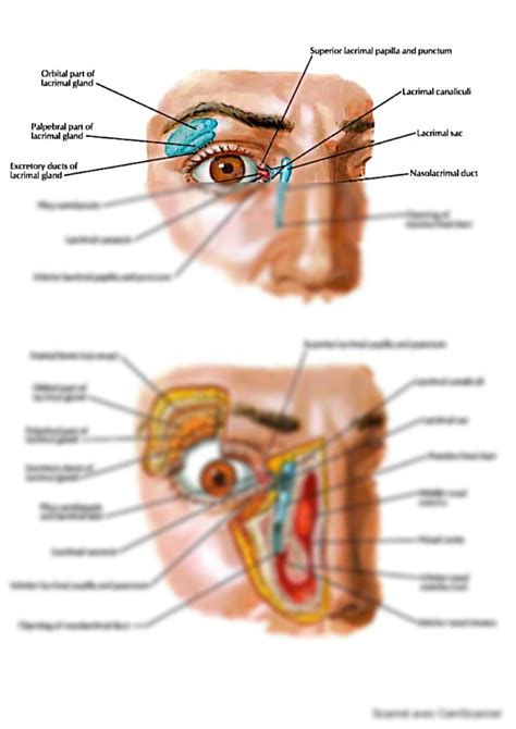 SOLUTION Diagram Of Lacrimal Apparatus Studypool