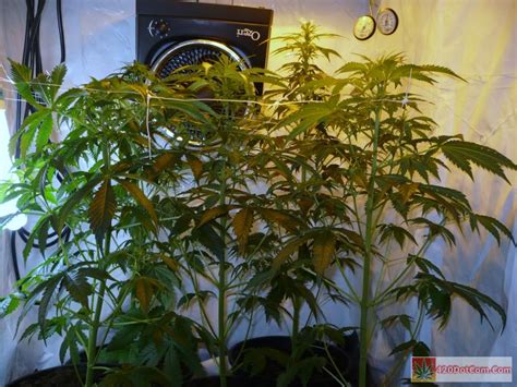 Jack Herer Grow Journal How To Grow Weed Indoors