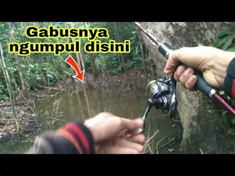 Mancing Casting Gabus Dispot Extrem Part Ii Youtube