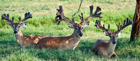 M Whitetails Mcnificent Year Olds Deer Breeder In Texas