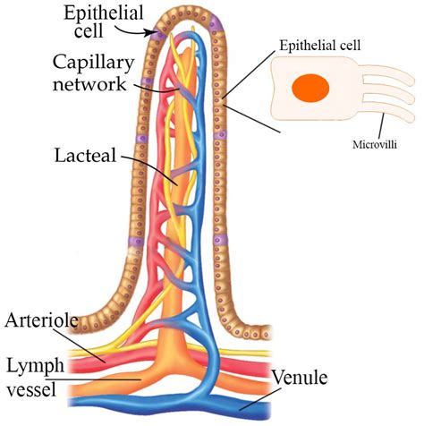 Schematic Diagram Of A Villus Villi Villus Structure Microvi