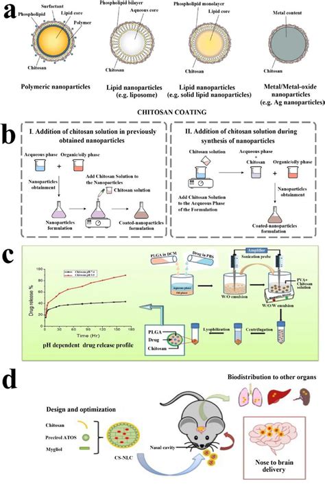 A Schematic Illustration Of Chitosan Coating In Polymeric Download Scientific Diagram