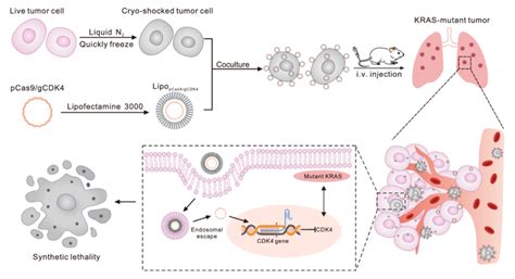 浙大学者开发出新型crispr Cas9递送载体，利用冷冻休克肿瘤细胞靶向肺癌 癌症研究专区 生物谷