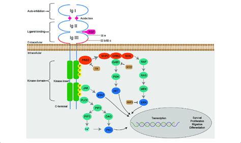 The Fgffgfr Signaling Pathways The Binding Of Fgfs With Fgfrs Download Scientific Diagram