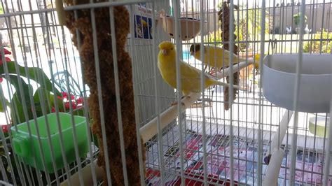 Domestic Canary Facts, As Pets, Care, Temperament, Pictures | Singing Wings Aviary