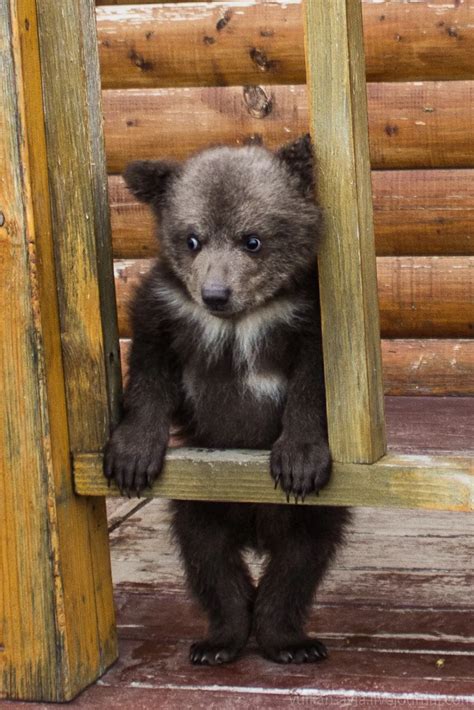 Медвежонок Мансур — Яндекс нашлось 958 тыс результатов Black Bear