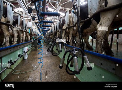 Dairy Cows Being Milked Stock Photo Alamy