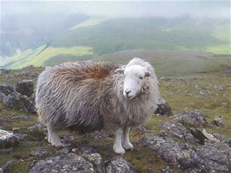 Herdwick Sheep | Ambleside Online