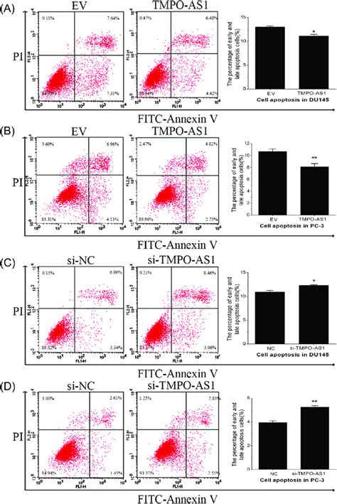 TMPO AS1 Inhibited Cell Apoptosis In PCa Cells A D Cell Apoptosis