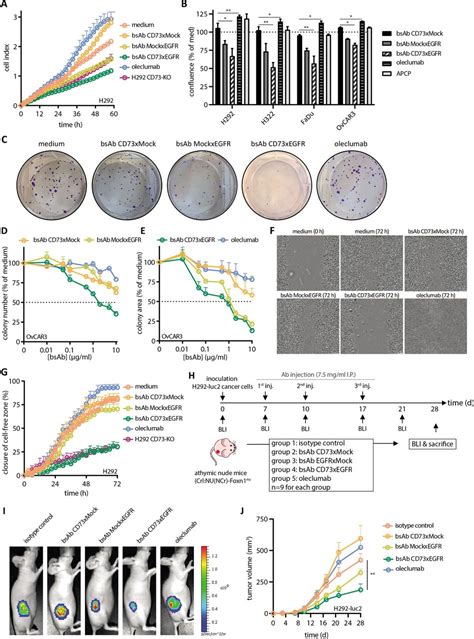 Bispecific Antibody Cd Xegfr More Selectively Inhibits The Cd