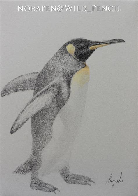 Pencil drawing and Watercolor - King Penguin on Behance