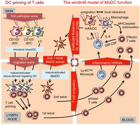 Frontiers Gm Csf Monocyte Derived Cells And Langerhans Cells As Part