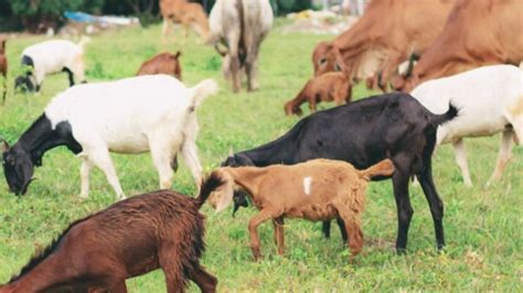 Mana Yang Paling Utama Kurban Kambing Sendirian Atau Kurban Sapi Patungan