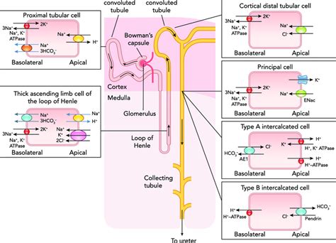 Simplified View Of Some Important Plasma Membrane Transporters In Download Scientific Diagram